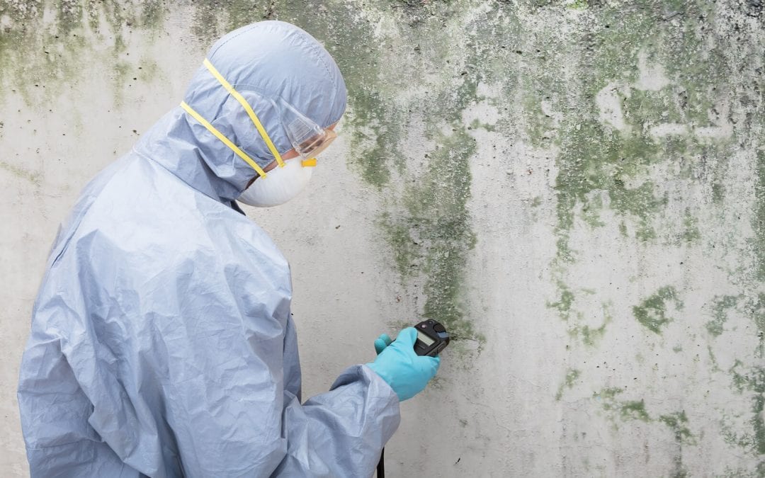 Mold remediation experts