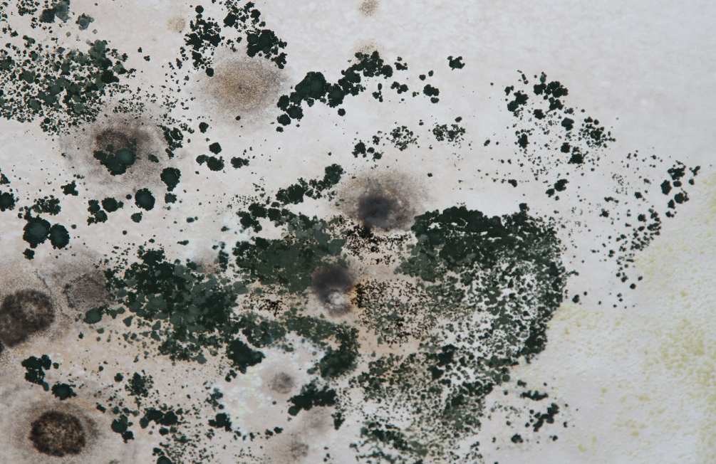 Black Mold Pictures and Information