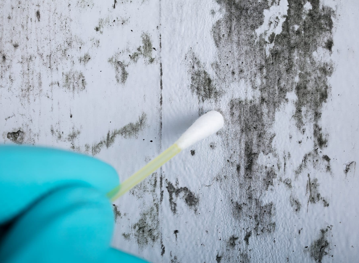 mold inspector