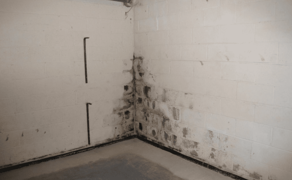 Mold Removal