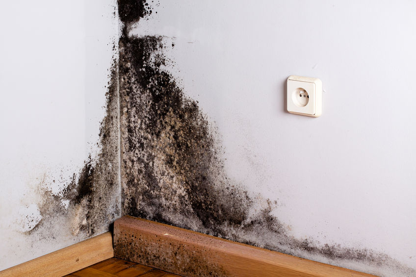 black mold removal