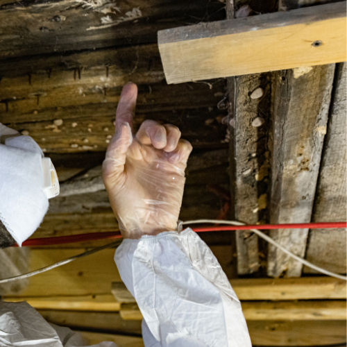 carolina beach nc mold remediation services