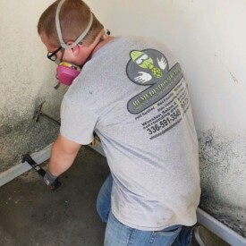 mold removal services